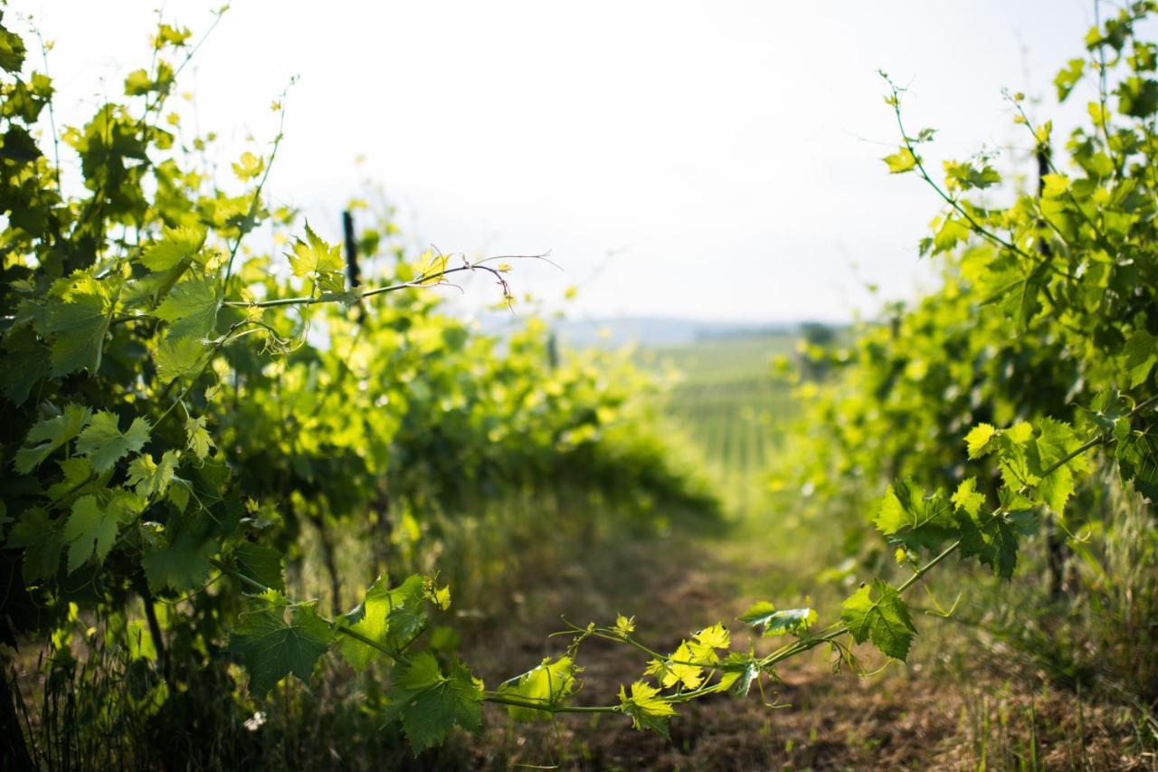 Tenuta Di Monaciano Ponte A Bozzone